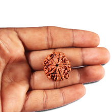 Load image into Gallery viewer, 5 Mukhi Rudraksha from Nepal - Bead No. 457