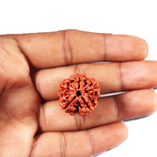 Load image into Gallery viewer, 5 Mukhi Rudraksha from Nepal - Bead No. 462