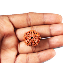 Load image into Gallery viewer, 5 Mukhi Rudraksha from Nepal - Bead No. 466