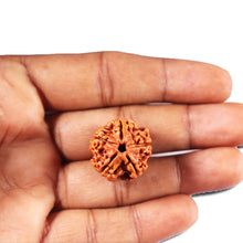 Load image into Gallery viewer, 5 Mukhi Rudraksha from Nepal - Bead No. 472