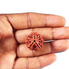 Load image into Gallery viewer, 5 Mukhi Rudraksha from Nepal - Bead No. 476