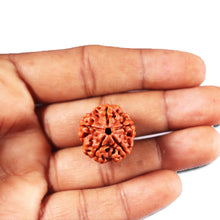 Load image into Gallery viewer, 5 Mukhi Rudraksha from Nepal - Bead No. 478