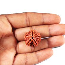 Load image into Gallery viewer, 5 Mukhi Rudraksha from Nepal - Bead No. 482