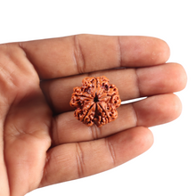 Load image into Gallery viewer, 5 Mukhi Rudraksha from Nepal - Bead No. 506