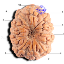 Load image into Gallery viewer, 10 Mukhi Rudraksha from Indonesia - Bead No. 5