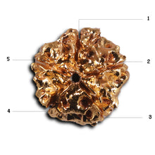 Load image into Gallery viewer, 5 Mukhi Goldpating Rudraksha from Nepal- bead no.498