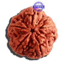 Load image into Gallery viewer, 5 Mukhi Rudraksha from Nepal - Bead No. 288