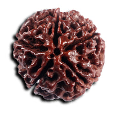 Load image into Gallery viewer, 5 Mukhi Hybrid Rudraksha - Bead No.5
