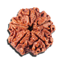 Load image into Gallery viewer, 5 Mukhi Rudraksha from Nepal - Bead No. 425
