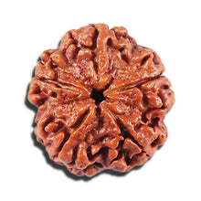 Load image into Gallery viewer, 5 Mukhi Rudraksha from Nepal - Bead No. 426