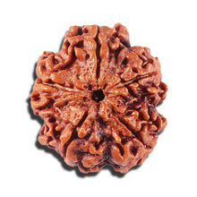 Load image into Gallery viewer, 5 Mukhi Rudraksha from Nepal - Bead No. 428