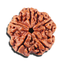 Load image into Gallery viewer, 5 Mukhi Rudraksha from Nepal - Bead No. 430