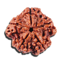 Load image into Gallery viewer, 5 Mukhi Rudraksha from Nepal - Bead No. 436