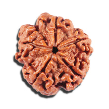 Load image into Gallery viewer, 5 Mukhi Rudraksha from Nepal - Bead No. 438
