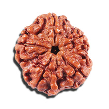 Load image into Gallery viewer, 5 Mukhi Rudraksha from Nepal - Bead No. 439