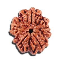 Load image into Gallery viewer, 5 Mukhi Rudraksha from Nepal - Bead No. 440