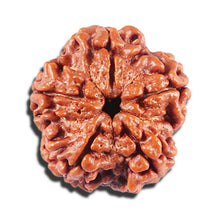 Load image into Gallery viewer, 5 Mukhi Rudraksha from Nepal - Bead No. 442