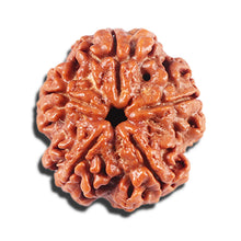 Load image into Gallery viewer, 5 Mukhi Rudraksha from Nepal - Bead No. 443