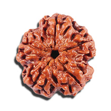 Load image into Gallery viewer, 5 Mukhi Rudraksha from Nepal - Bead No. 445
