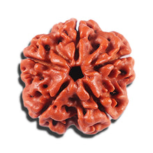 Load image into Gallery viewer, 5 Mukhi Rudraksha from Nepal - Bead No. 462