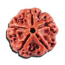 Load image into Gallery viewer, 5 Mukhi Rudraksha from Nepal - Bead No. 476
