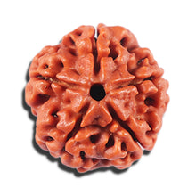 Load image into Gallery viewer, 5 Mukhi Rudraksha from Nepal - Bead No. 478