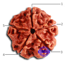 Load image into Gallery viewer, 5 Mukhi Rudraksha from Nepal - Bead No. 408
