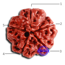 Load image into Gallery viewer, 5 Mukhi Rudraksha from Nepal - Bead No. 420