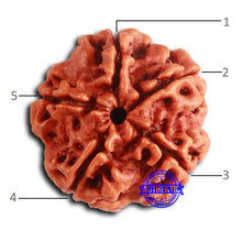 Load image into Gallery viewer, 5 Mukhi Rudraksha from Nepal - Bead No. 413
