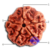 Load image into Gallery viewer, 5 Mukhi Rudraksha from Nepal - Bead No. 416