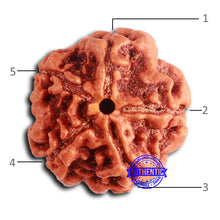 Load image into Gallery viewer, 5 Mukhi Rudraksha from Nepal - Bead No. 417
