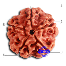 Load image into Gallery viewer, 5 Mukhi Rudraksha from Nepal - Bead No. 418