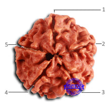 Load image into Gallery viewer, 5 Mukhi Rudraksha from Nepal - Bead No. 419