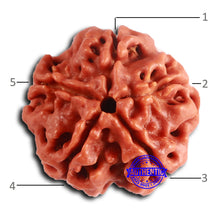 Load image into Gallery viewer, 5 Mukhi Rudraksha from Nepal - Bead No. 421