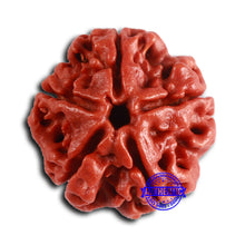 Load image into Gallery viewer, 5 Mukhi Rudraksha from Nepal - Bead No. 409