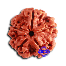 Load image into Gallery viewer, 5 Mukhi Rudraksha from Nepal - Bead No. 410