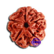Load image into Gallery viewer, 5 Mukhi Rudraksha from Nepal - Bead No. 412

