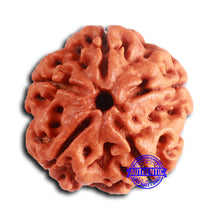 Load image into Gallery viewer, 5 Mukhi Rudraksha from Nepal - Bead No. 414