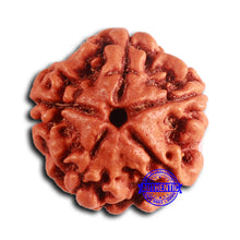 Load image into Gallery viewer, 5 Mukhi Rudraksha from Nepal - Bead No. 417