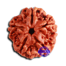 Load image into Gallery viewer, 5 Mukhi Rudraksha from Nepal - Bead No. 408