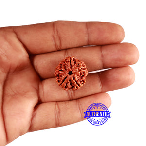5 Mukhi Rudraksha from Nepal - Bead No. 408