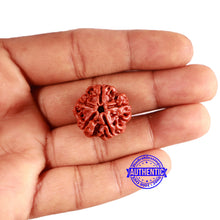 Load image into Gallery viewer, 5 Mukhi Rudraksha from Nepal - Bead No. 409