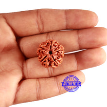 Load image into Gallery viewer, 5 Mukhi Rudraksha from Nepal - Bead No. 412
