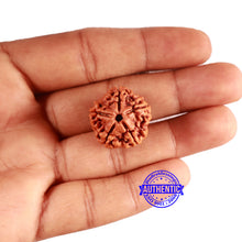 Load image into Gallery viewer, 5 Mukhi Rudraksha from Nepal - Bead No. 415