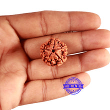 Load image into Gallery viewer, 5 Mukhi Rudraksha from Nepal - Bead No. 417
