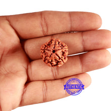 Load image into Gallery viewer, 5 Mukhi Rudraksha from Nepal - Bead No. 417