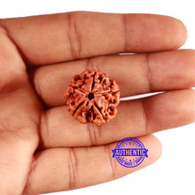 Load image into Gallery viewer, 5 Mukhi Rudraksha from Nepal - Bead No. 418