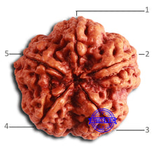 Load image into Gallery viewer, 5 Mukhi Rudraksha from Nepal - Bead No. 388
