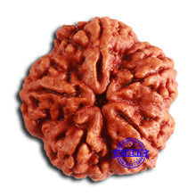 Load image into Gallery viewer, 5 Mukhi Rudraksha from Nepal - Bead No. 388