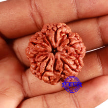 Load image into Gallery viewer, 5 Mukhi Rudraksha from Nepal - Bead No. 389